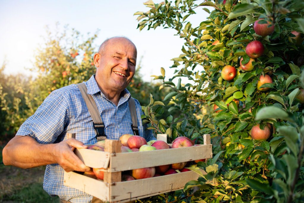 Lächelnder älterer Landwirt trägt eine Holzkiste voller frisch geernteter roter Äpfel in einer sonnigen Obstplantage