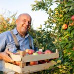 Lächelnder älterer Landwirt trägt eine Holzkiste voller frisch geernteter roter Äpfel in einer sonnigen Obstplantage